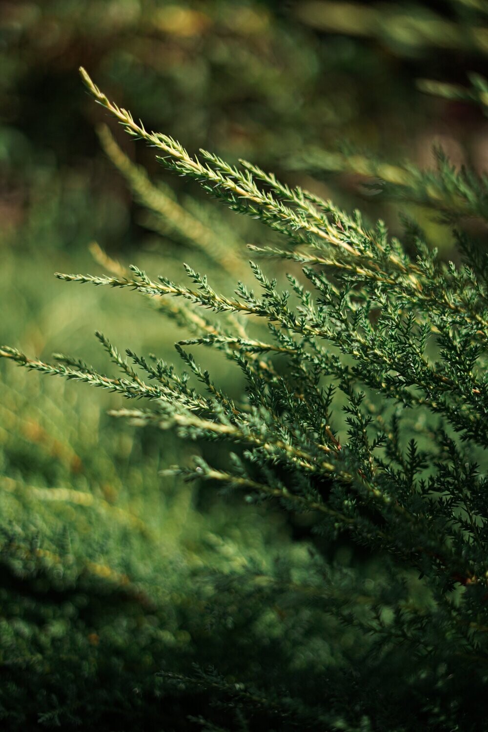 Cedarwood Fragrance Oil - หัวน้ำหอมกลิ่น ไม้สนซีดาร์
