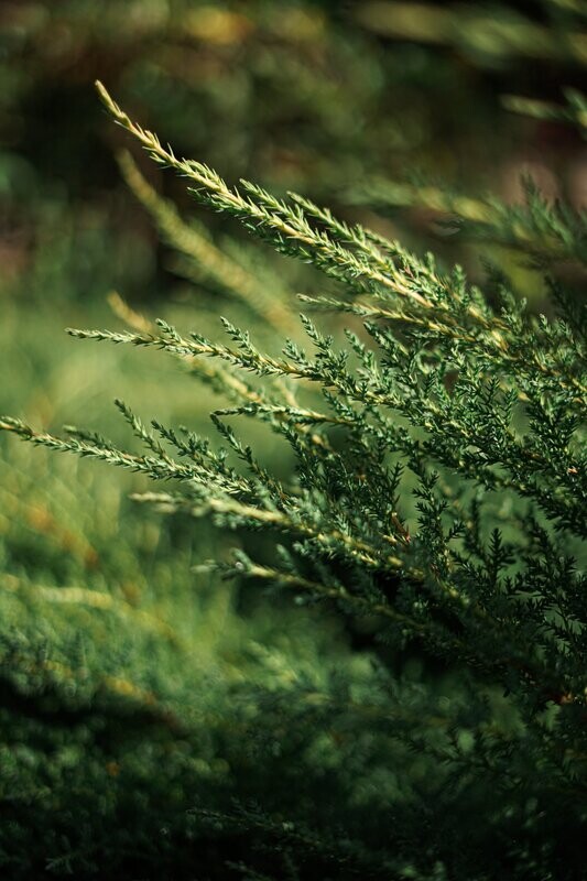 Cedarwood Fragrance Oil - หัวน้ำหอมกลิ่น ไม้สนซีดาร์