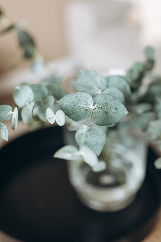 Iced Eucalyptus Fragrance Oil - หัวน้ำหอมกลิ่น ไอซ์ ยูคาลิปตัส