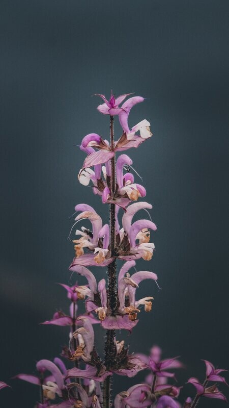 Clary Sage Fragrance Oil - หัวน้ำหอมกลิ่น คลารี่ เสจ