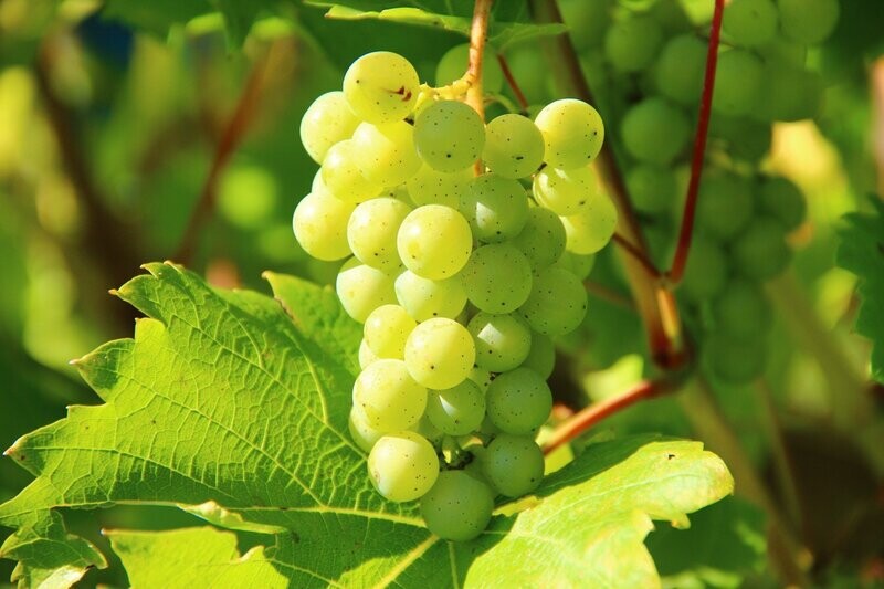 Grape Fragrance Oil - หัวน้ำหอมกลิ่น องุ่น