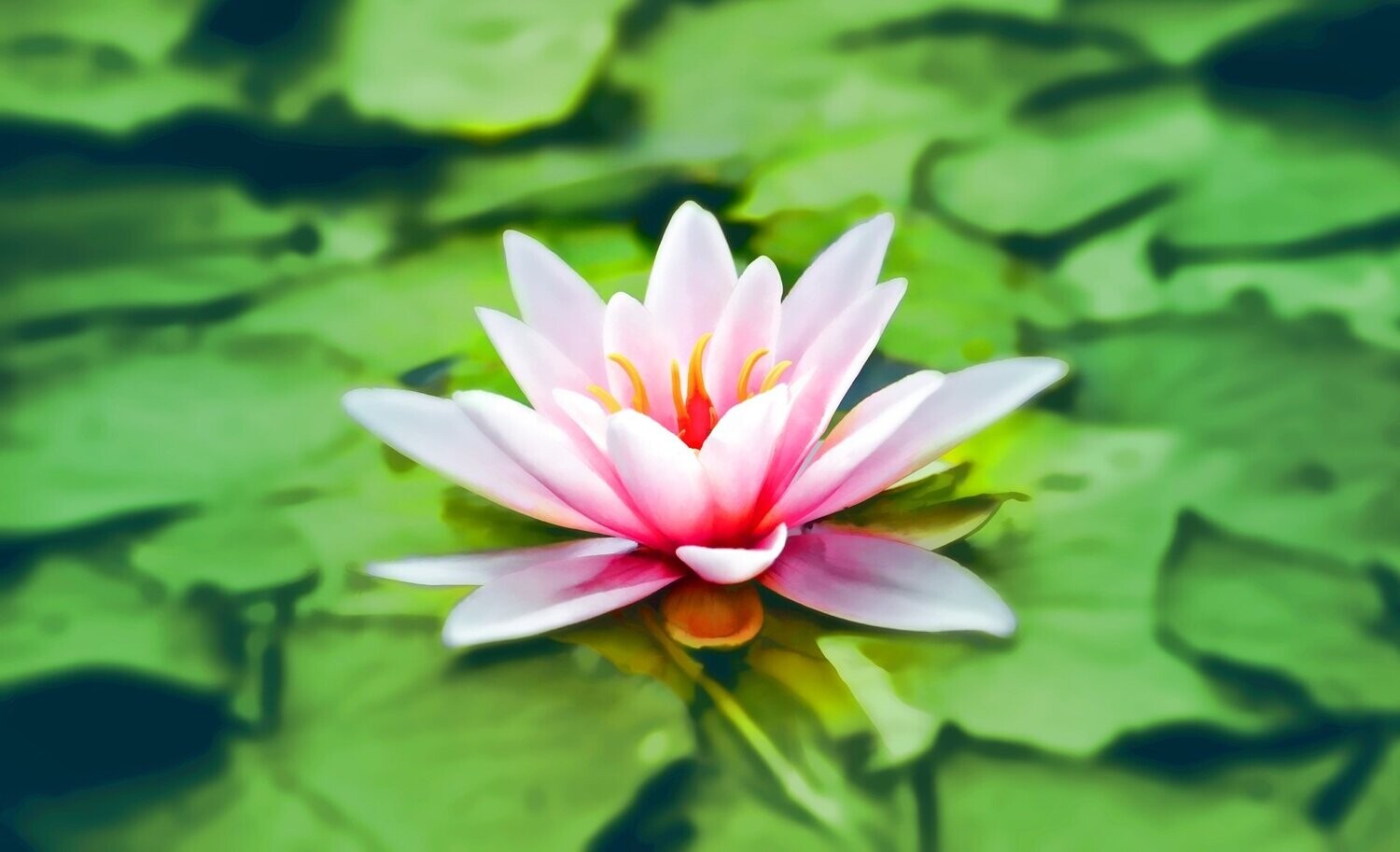 Water Lily Fragrance Oil - หัวน้ำหอมกลิ่น ดอกบัวน้ำ