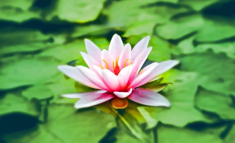 Water Lily Fragrance Oil - หัวน้ำหอมกลิ่น ดอกบัวน้ำ