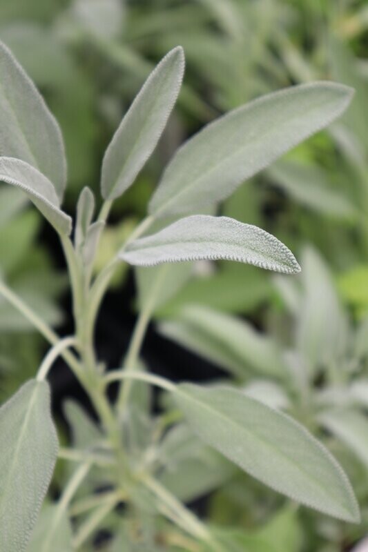 Sage Fragrance Oil - หัวน้ำหอมกลิ่น เสจ