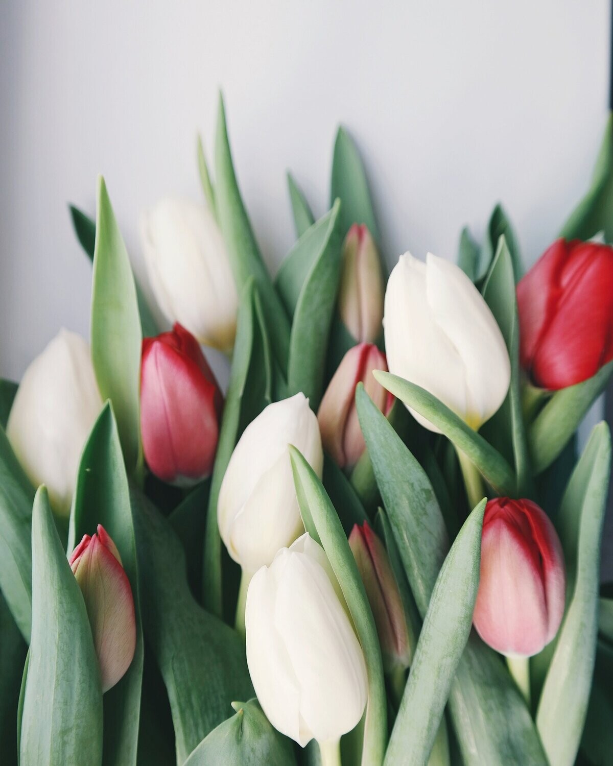 Tulip Fragrance Oil - หัวน้ำหอมกลิ่น ทิวลิป