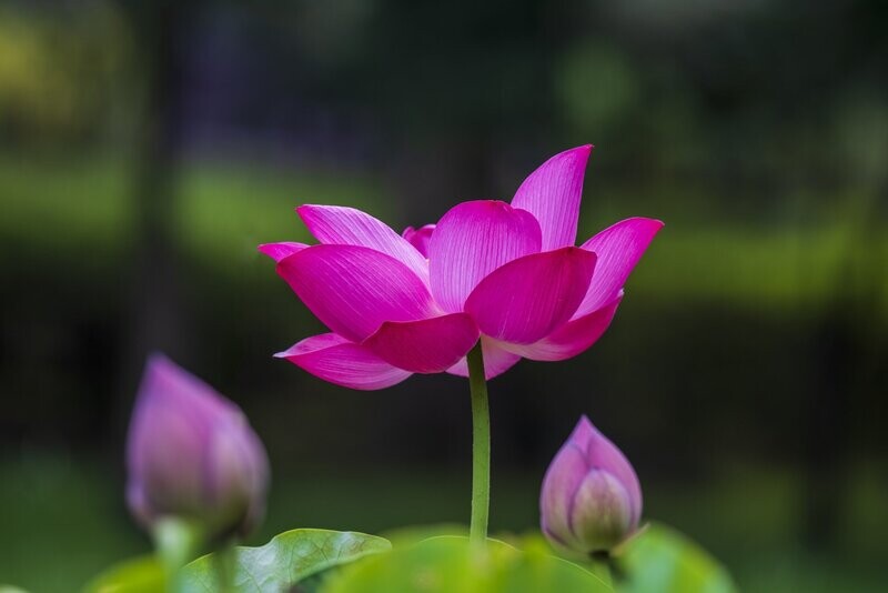 Sweet Lotus Fragrance Oil - หัวน้ำหอมกลิ่น ดอกบัวหลวง