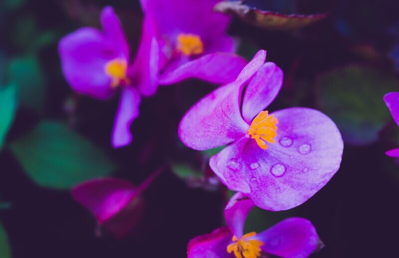 Violet Fragrance Oil - หัวน้ำหอมกลิ่น ดอกไวโอเล็ต