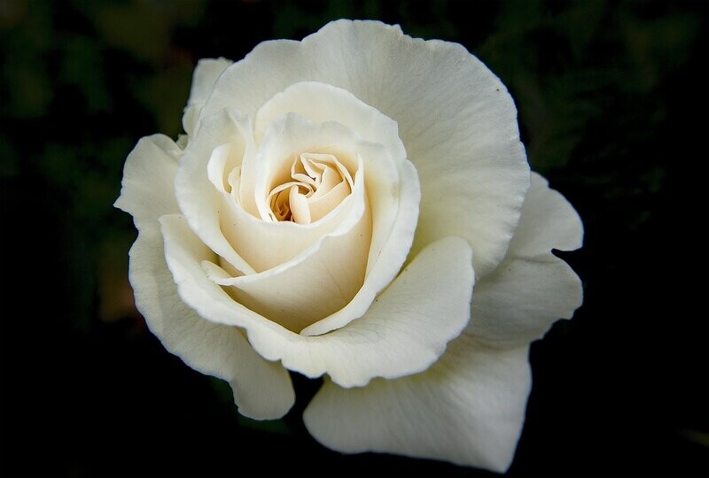 White Rose Fragrance Oil - หัวน้ำหอมกลิ่น กุหลาบขาว