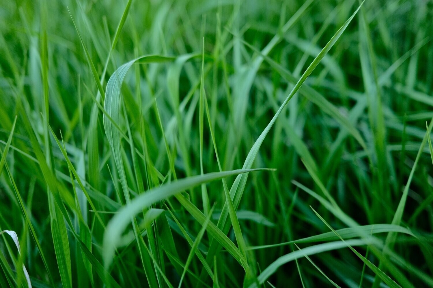 Citronella Essential Oil - น้ำมันหอมระเหยตะไคร้หอม