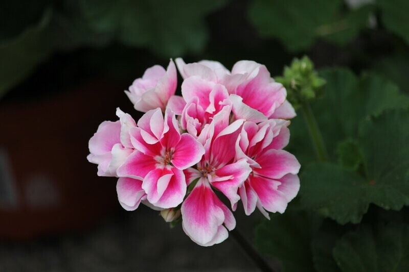 Geranium Essential Oil - น้ำมันหอมระเหยดอกเจอเรเนียม