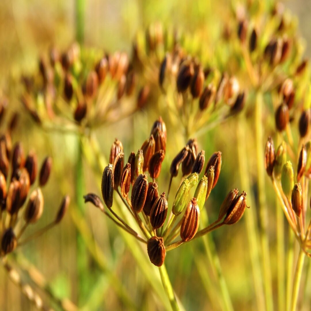 Dill Seed Essential Oil - น้ำมันหอมระเหยเมล็ดผักชีลาว