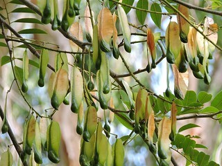 Balsam Peru Essential Oil - น้ำมันหอมระเหยขี้ผึ้งยา เปรู