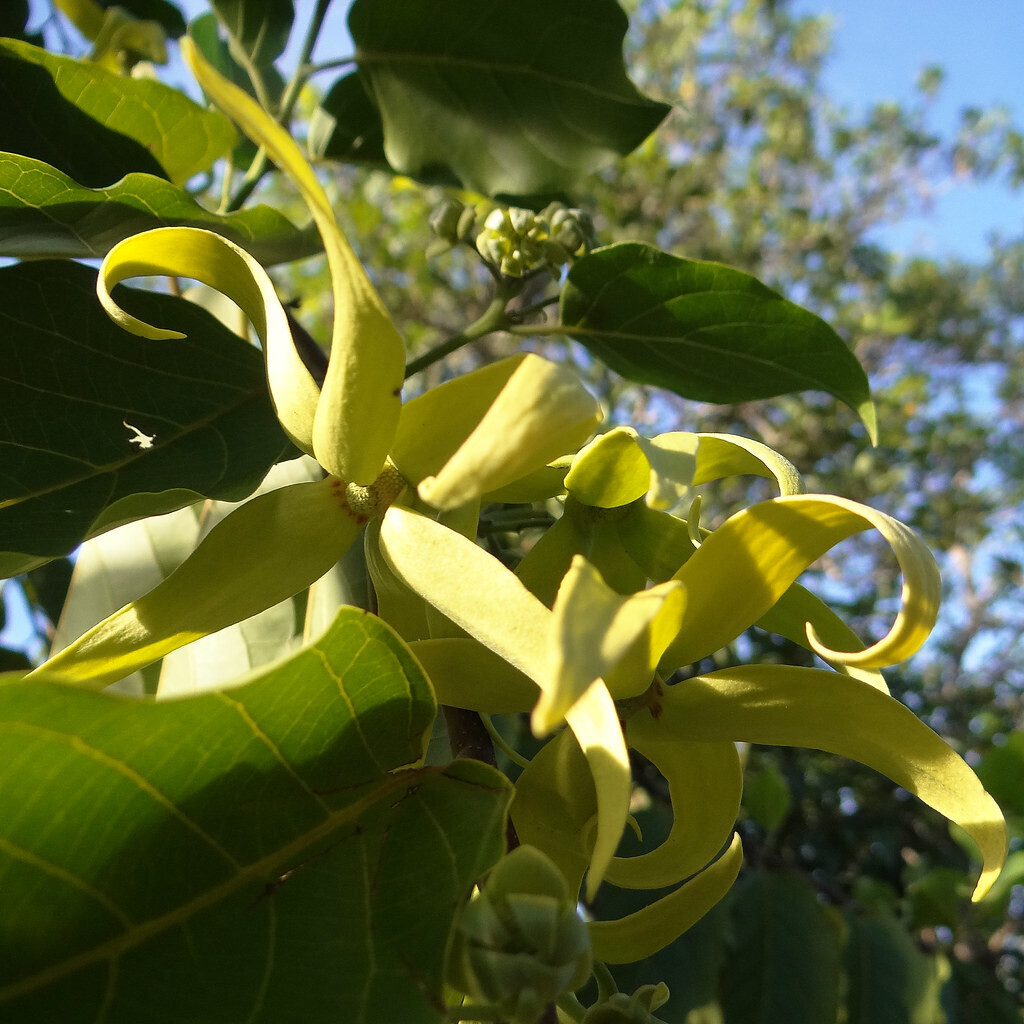 Ylang Ylang Essential Oil - น้ำมันหอมระเหยกระดังงา