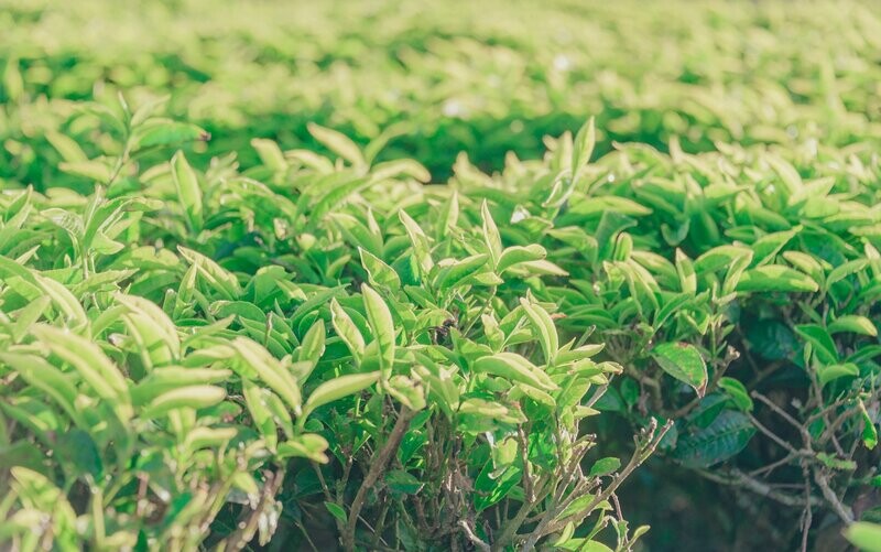 Tea Tree Essential Oil - น้ำมันหอมระเหยต้นชา