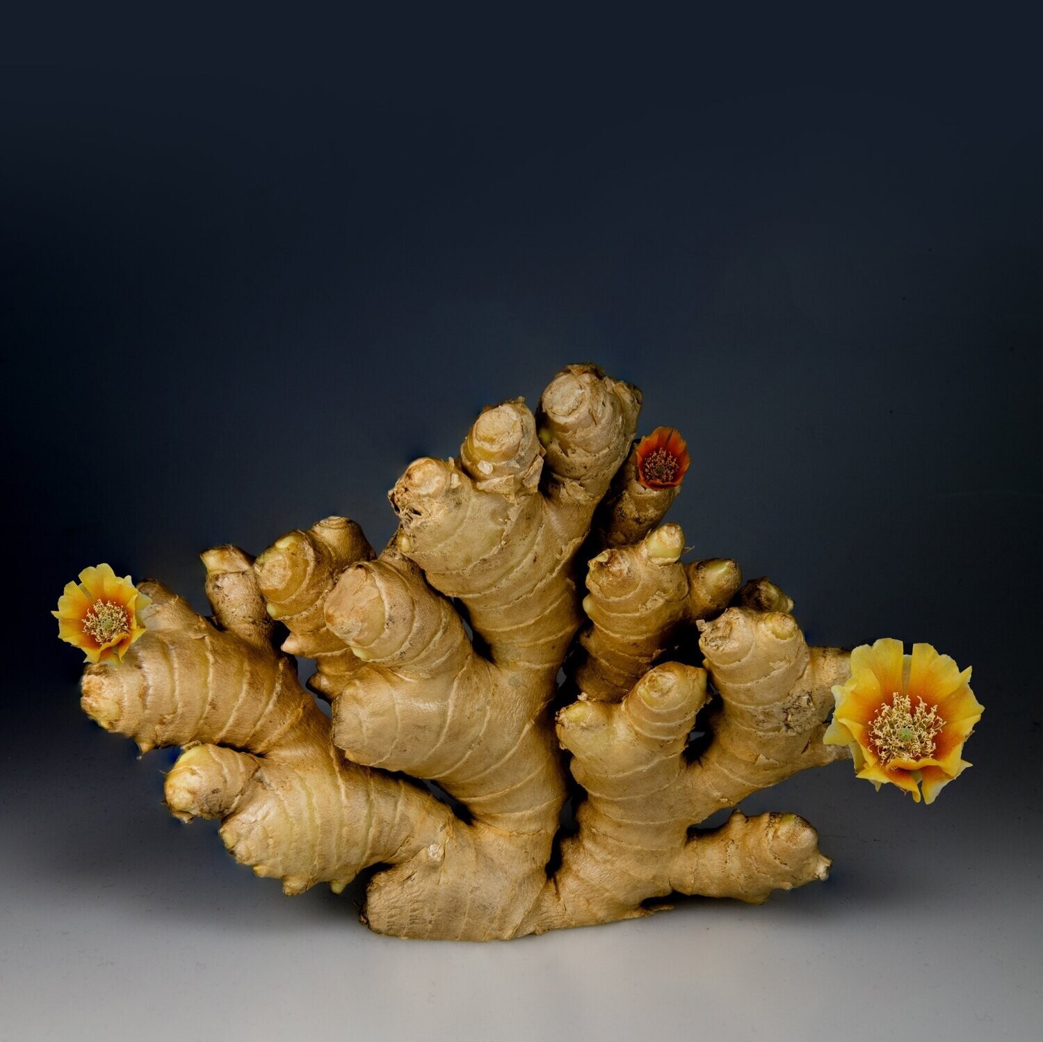 Ginger Essential Oil - น้ำมันหอมระเหยขิง