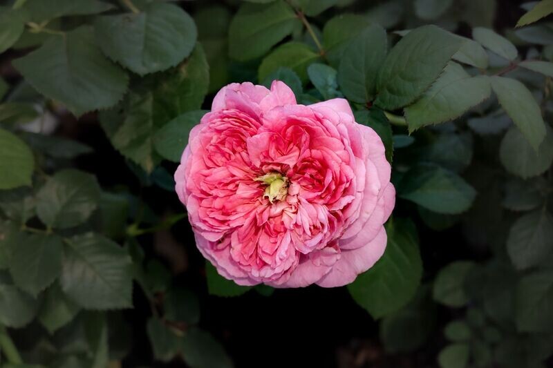 10% Rose (De Mai) Essential Oil in Grape Seed Oil- น้ำมันหอมระเหยกุหลาบเดอเมย 10% ในน้ำมันเมล็ดองุ่น