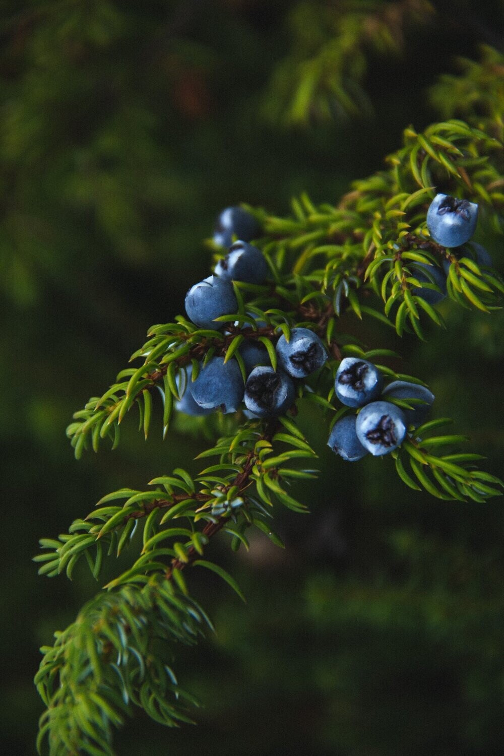 Juniper Berry Essential Oil - น้ำมันหอมระเหยใบจูนิเพอร์เบอร์รี่