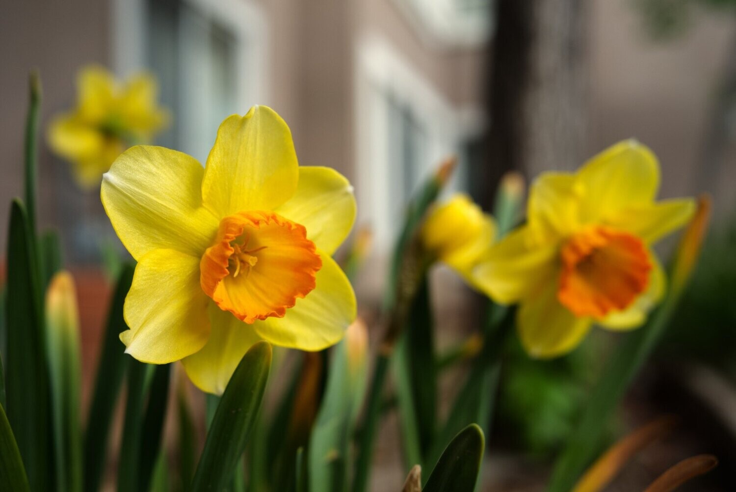 Narcissus Essential Oil - น้ำมันหอมระเหยดอกเก็บทองคำ