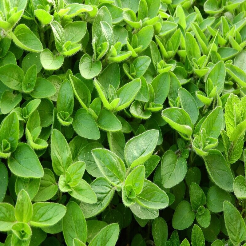 Marjoram Essential Oil - น้ำมันหอมระเหยใบมาร์จอรัม