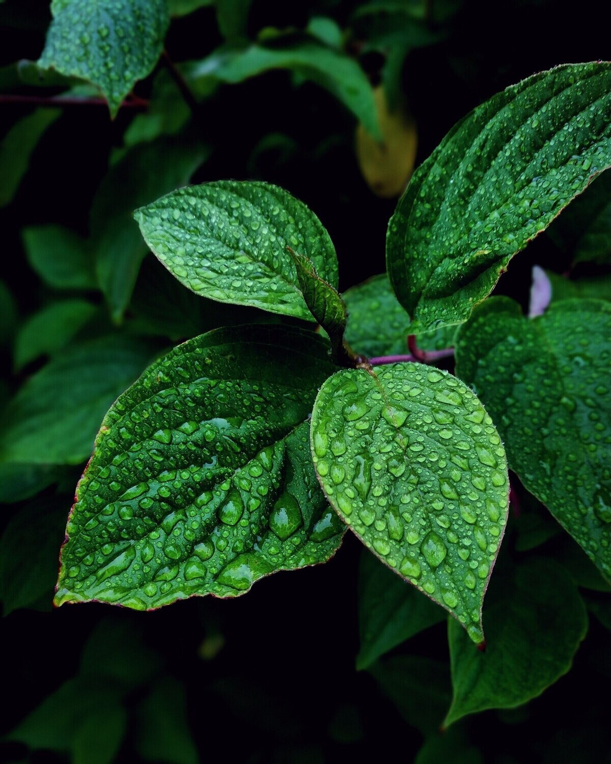 Sweet Mint Fragrance Oil - มิ้นท์