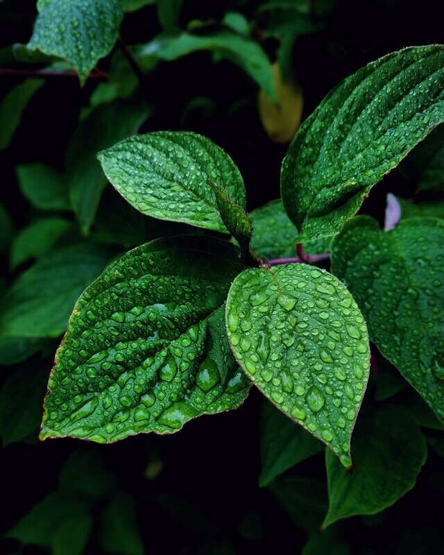Sweet Mint Fragrance Oil - มิ้นท์