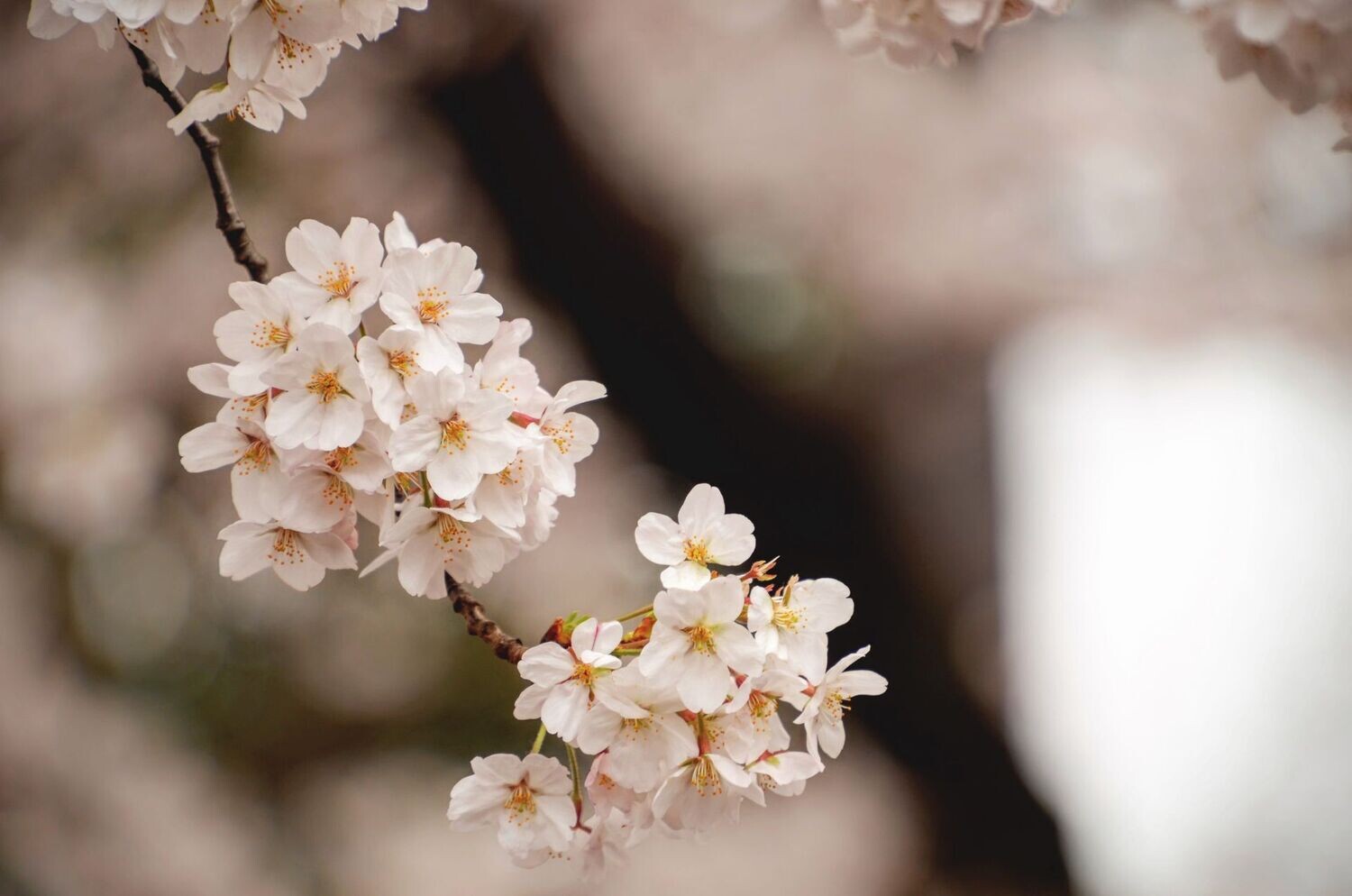 Cherry Blossom (Sakura)  Fragrance Oil - ซากุระ