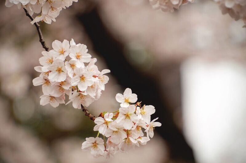 Cherry Blossom (Sakura)  Fragrance Oil - ซากุระ