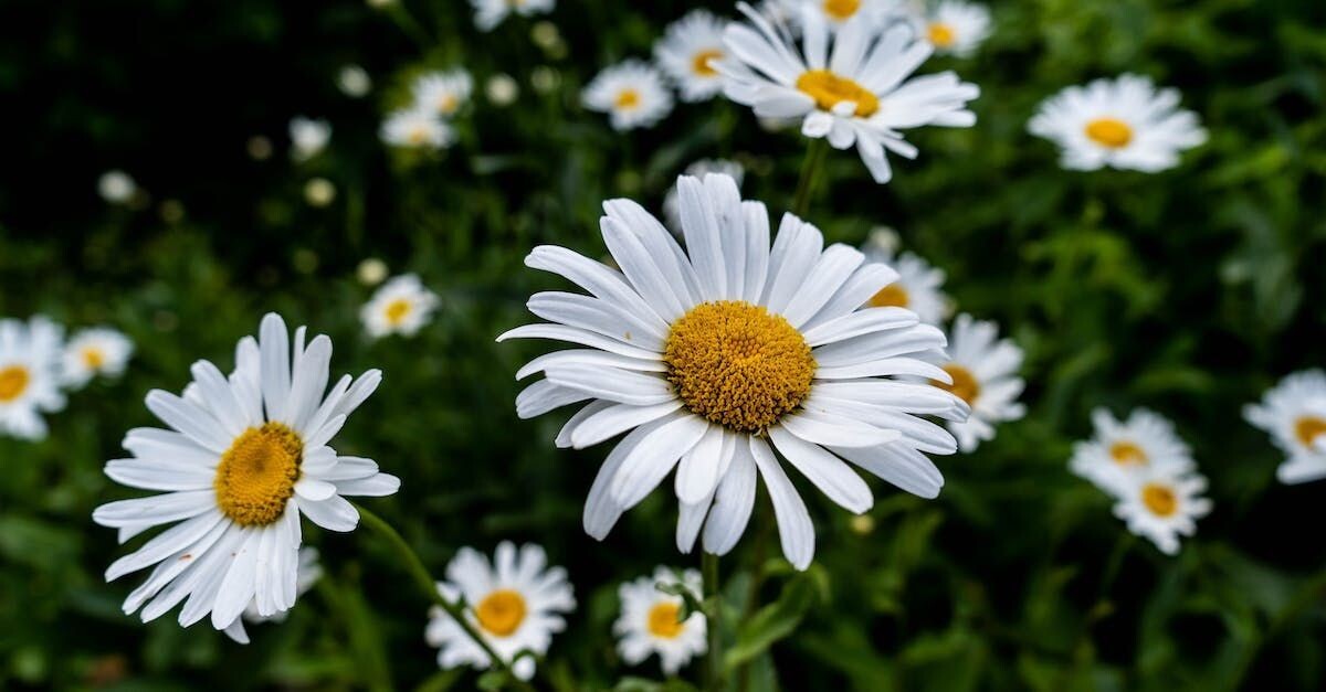 Roman Chamomile Fragrance Oil - หัวน้ำหอมกลิ่น โรแมน คาโมมายล์