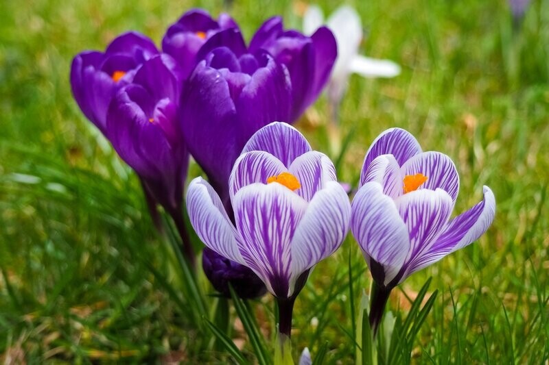 Saffron Fragrance Oil - หัวน้ำหอมกลิ่น หญ้าฝรั่น