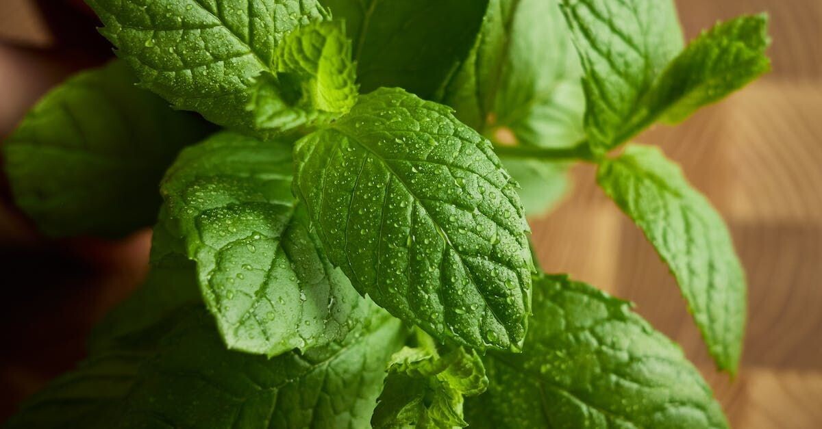 Spearmint Fragrance Oil - หัวน้ำหอมกลิ่น สเปียร์มินท์