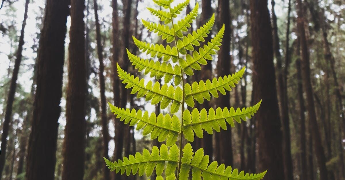 Light Fern Fragrance Oil - หัวน้ำหอมกลิ่น ไลท์ เฟิร์น