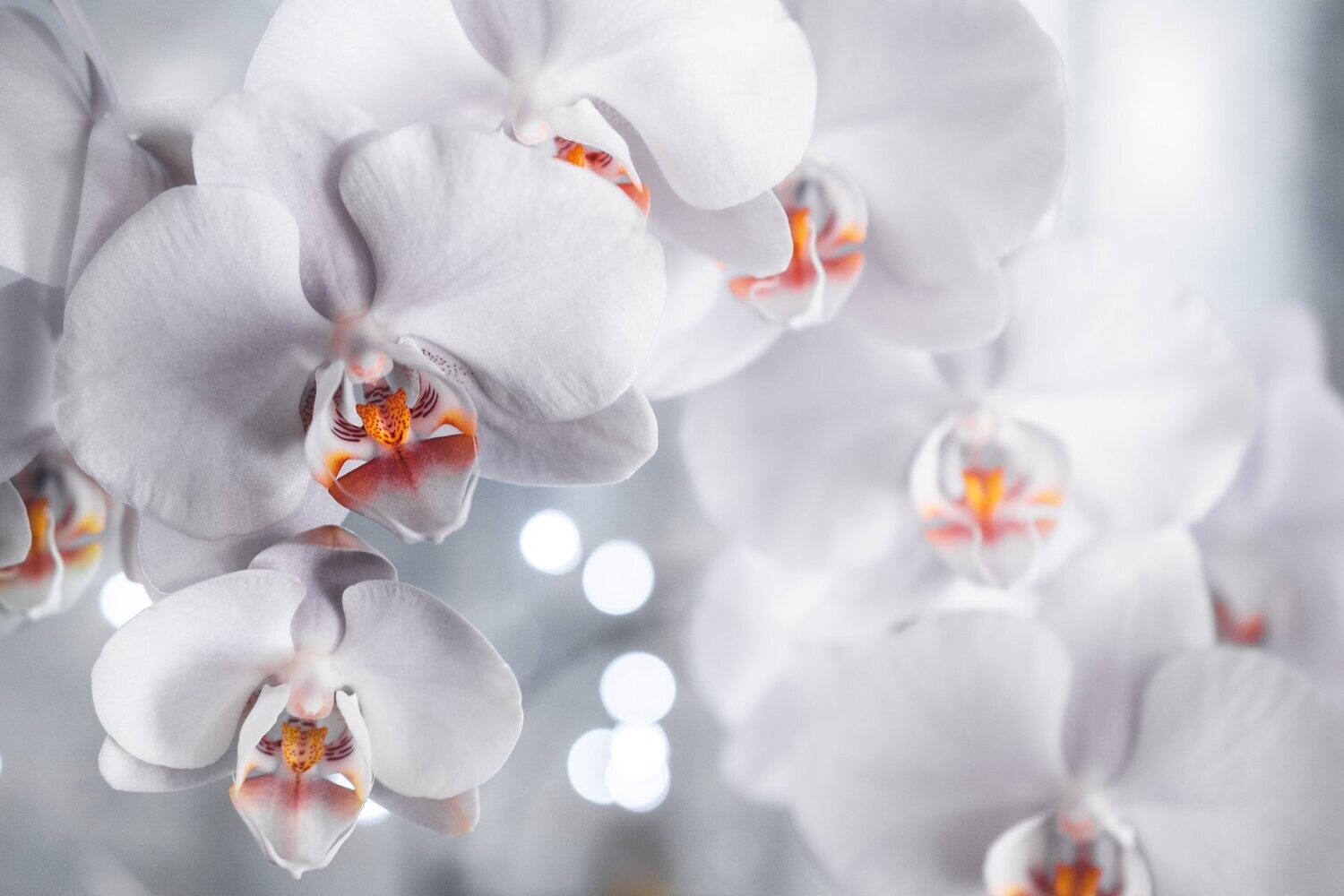 Light Orchid Fragrance Oil - หัวน้ำหอมกลิ่น กล้วยไม้