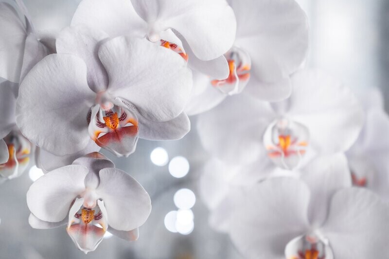 Light Orchid Fragrance Oil - หัวน้ำหอมกลิ่น กล้วยไม้