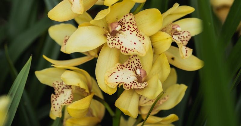 Calm Orchid Fragrance Oil - หัวน้ำหอมกลิ่น กล้วยไม้