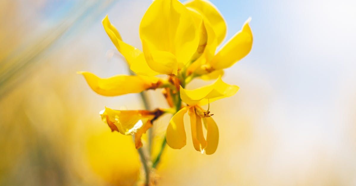 Broom Fragrance Oil - หัวน้ำหอมกลิ่น  ดอกไม้กวาด