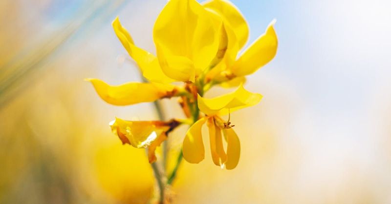 Broom Fragrance Oil - หัวน้ำหอมกลิ่น  ดอกไม้กวาด