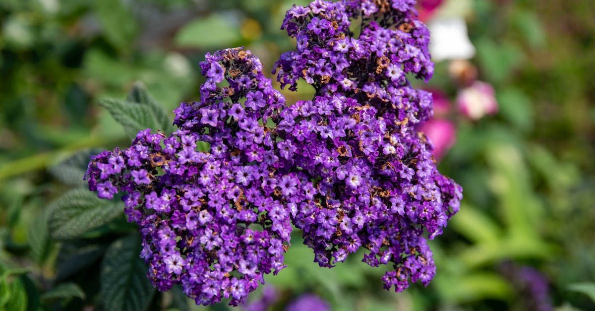 Heliotrope Fragrance Oil - หัวน้ำหอมกลิ่น ดอกเฮลิโอโทรป