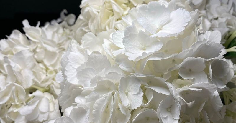 White Bouquet Fragrance Oil - หัวน้ำหอมกลิ่น  ไวท์ บูเก้