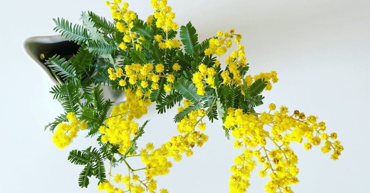 Mimosa Fragrance Oil - หัวน้ำหอมกลิ่น ดอกมิโมซ่า