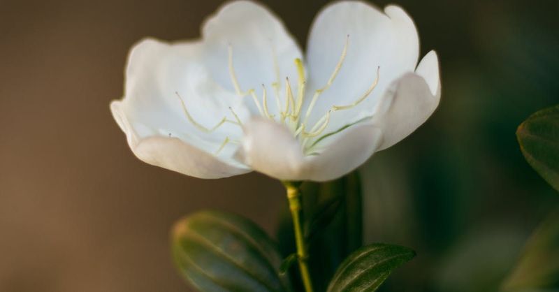 Jasmine Petal Fragrance Oil - หัวน้ำหอมกลิ่น  กลีบมะลิ