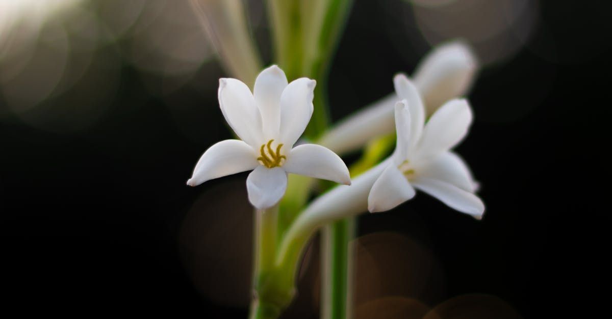 Tuberose Sweet Fragrance Oil - หัวน้ำหอมกลิ่น ดอกซ่อนกลิ่น