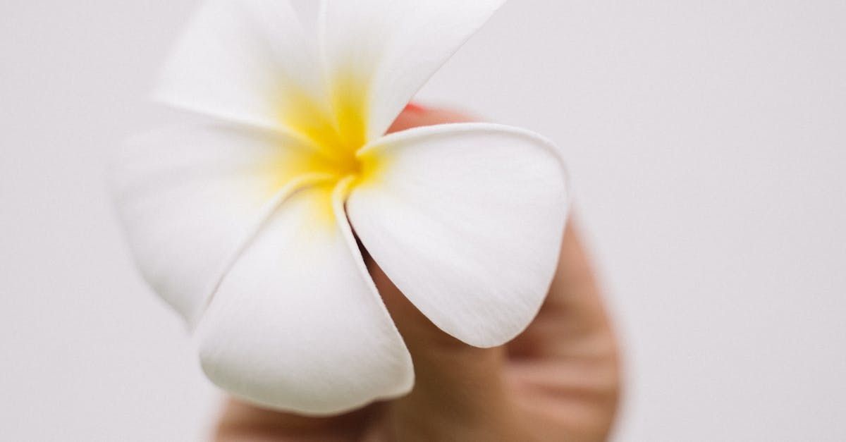 Frangipani Fragrance Oil - หัวน้ำหอมกลิ่น ดอกลีลาวดีสีขาว