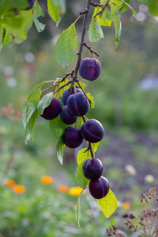 Prune Fragrance Oil - หัวน้ำหอมกลิ่นพรุน