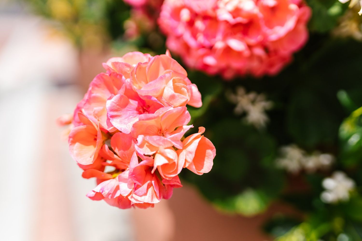Geranium Fragrance Oil - หัวน้ำหอมกลิ่น ดอกเจอเรเนียม