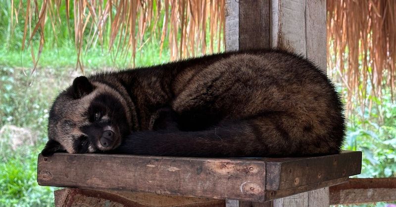 Civet Fragrance Oil - หัวน้ำหอมกลิ่นชะมดเช็ด