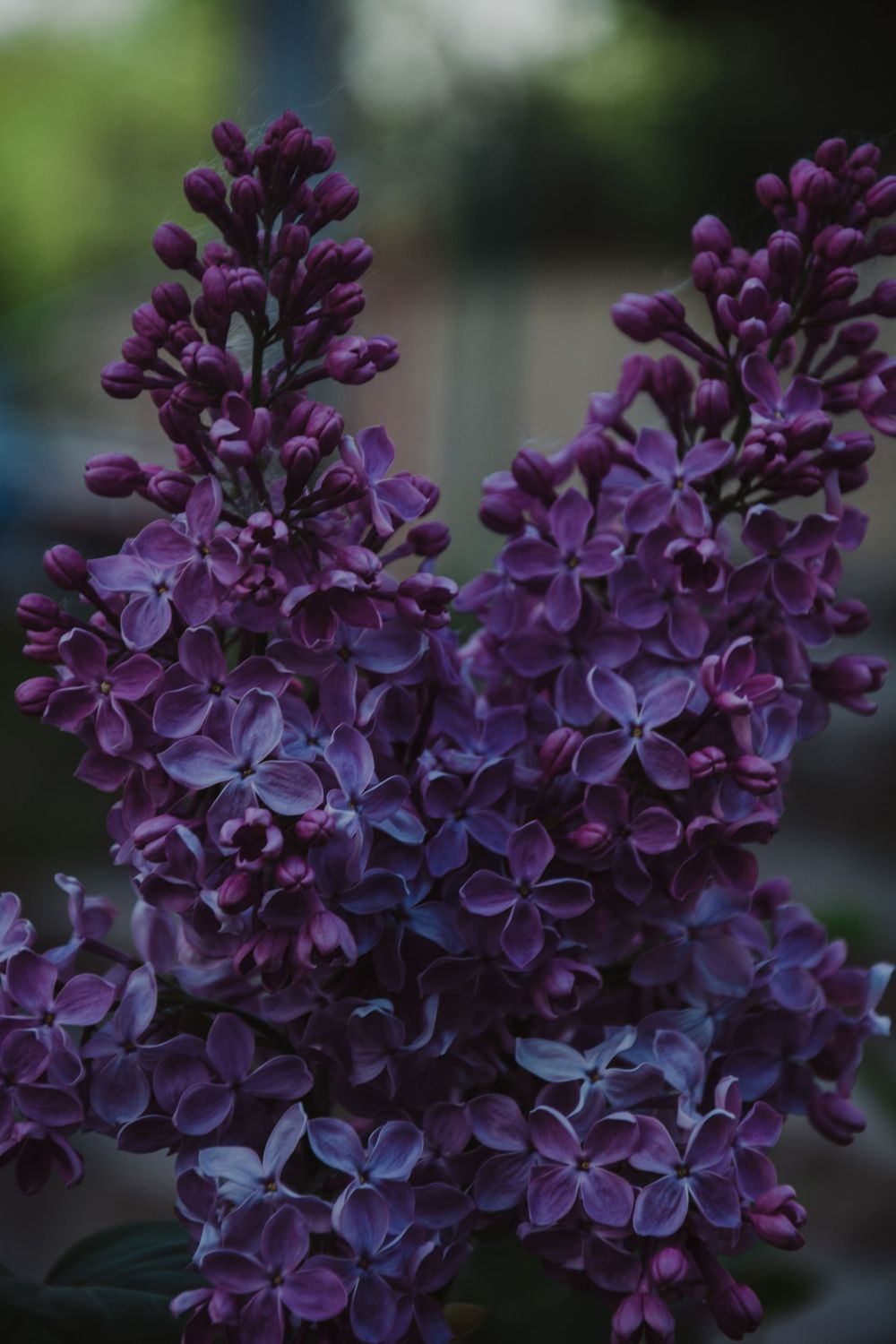 Lilac Fragrance Oil - หัวน้ำหอมกลิ่น ดอกไลแลค