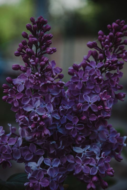 Lilac Fragrance Oil - หัวน้ำหอมกลิ่น ดอกไลแลค