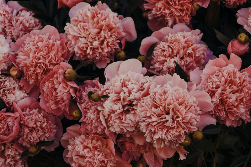 Carnation Fragrance Oil - หัวน้ำหอมกลิ่น ดอกคาร์เนชั่น