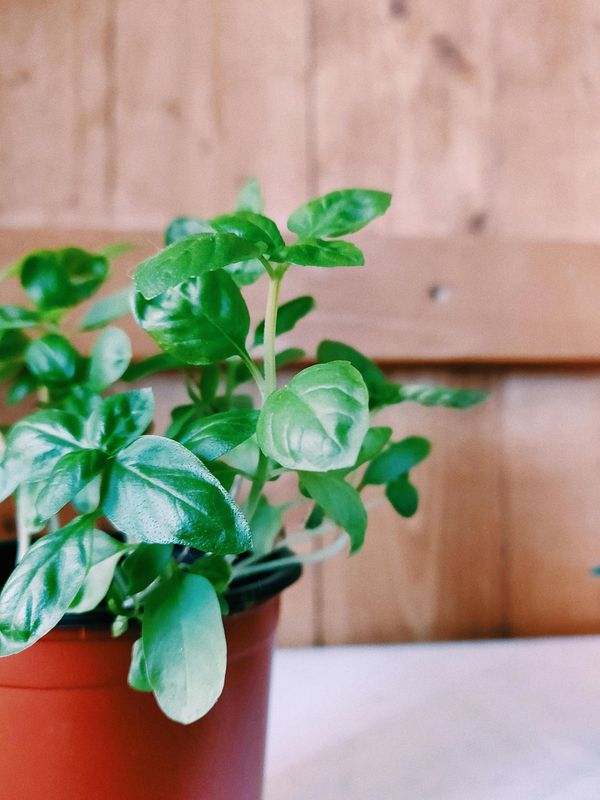 Sweet Basil Fragrance Oil - หัวน้ำหอมกลิ่น โหระพา
