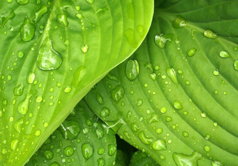 Raindrop Fragrance Oil - หัวน้ำหอมกลิ่น หยาดฝน